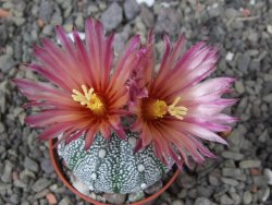 Astrophytum Hanazano Kabuto X red flower akabana květináč 5,5 cm