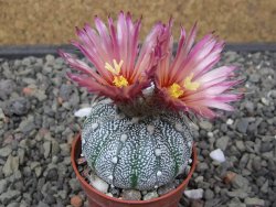 Astrophytum Hanazano Kabuto X red flower akabana květináč 5,5 cm - 12413224