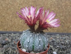 Astrophytum Hanazano Kabuto X red flower akabana květináč 5,5 cm - 12413225