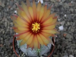 Astrophytum coahuilense X red flower akabana květináč 5,5 cm - 12413234