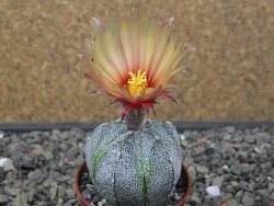 Astrophytum coahuilense X red flower akabana květináč 5,5 cm - 12413235
