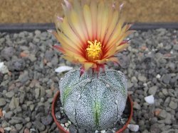 Astrophytum coahuilense X red flower akabana květináč 5,5 cm - 12413236