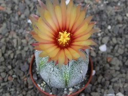 Astrophytum coahuilense X red flower akabana květináč 5,5 cm - 12413237