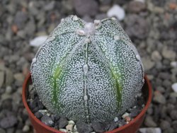 Astrophytum coahuilense X red flower akabana květináč 5,5 cm - 12413240