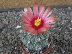 Astrophytum niveum X red flower akabana květináč 5,5 cm