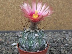 Astrophytum niveum X red flower akabana květináč 5,5 cm - 12413251