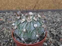 Astrophytum niveum X red flower akabana květináč 5,5 cm - 12413254