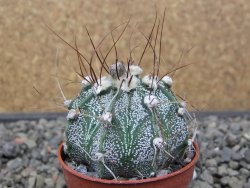 Astrophytum niveum X red flower akabana květináč 5,5 cm - 12413255
