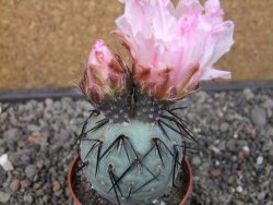 Tephrocactus geometricus pot 6,5 cm