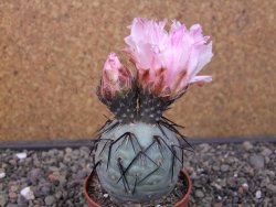 Tephrocactus geometricus pot 6,5 cm - 12413264