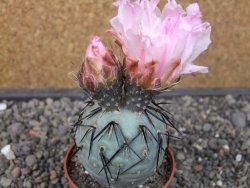 Tephrocactus geometricus pot 6,5 cm - 12413265