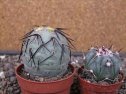 Tephrocactus geometricus pot 6,5 cm - 12413269