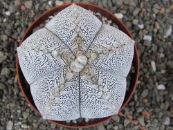 Astrophytum Onzuko V typ pot 9 cm