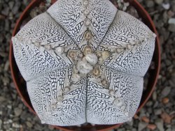 Astrophytum Onzuko V typ pot 9 cm - 12413346