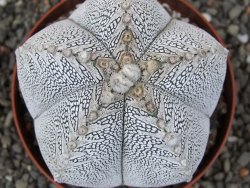 Astrophytum Onzuko V typ pot 9 cm - 12413347