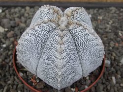 Astrophytum Onzuko V typ pot 9 cm - 12413348