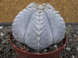 Astrophytum Onzuko V typ pot 9 cm - 12413349