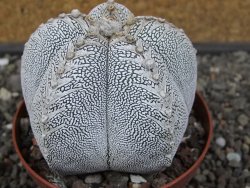 Astrophytum Onzuko V typ pot 9 cm - 12413350