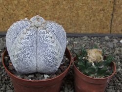 Astrophytum Onzuko V typ pot 9 cm - 12413351
