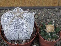 Astrophytum Onzuko V typ pot 9 cm - 12413352