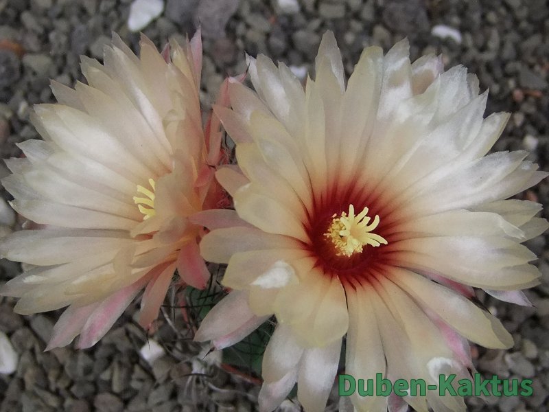 Astrophytum Z Jasenné květináč 5,5 cm