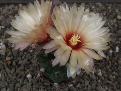 Astrophytum Z Jasenné květináč 5,5 cm - 12413368