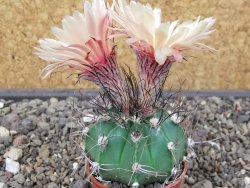 Astrophytum Z Jasenné květináč 5,5 cm - 12413370