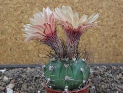 Astrophytum Z Jasenné květináč 5,5 cm - 12413371
