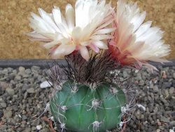 Astrophytum Z Jasenné květináč 5,5 cm - 12413373