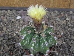 Astrophytum Z Jasenné květináč 5,5 cm