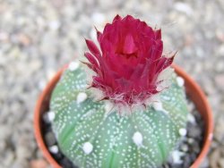 Astrophytum asterias X red flower akabana červený květ, květináč 5,5 cm - 12413399