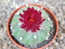 Astrophytum asterias X red flower akabana červený květ, květináč 5,5 cm - 12413400