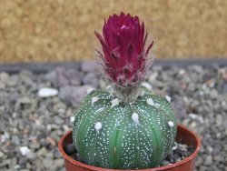 Astrophytum asterias X red flower akabana červený květ, květináč 5,5 cm - 12413403