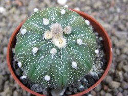 Astrophytum asterias X red flower akabana červený květ, květináč 5,5 cm - 12413404