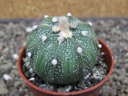 Astrophytum asterias X red flower akabana červený květ, květináč 5,5 cm - 12413405