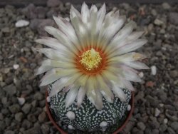 Astrophytum Hanazano Kabuto pot 5,5 cm