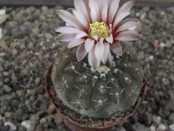 Gymnocalycium platygonum Salinas Grande pot 5,5 cm