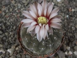 Gymnocalycium platygonum Salinas Grande pot 5,5 cm - 12413451