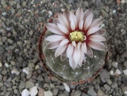 Gymnocalycium platygonum Salinas Grande pot 5,5 cm - 12413452