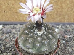 Gymnocalycium platygonum Salinas Grande pot 5,5 cm - 12413453
