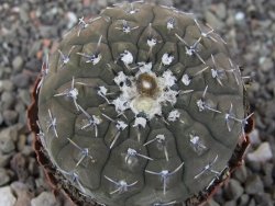 Gymnocalycium platygonum Salinas Grande pot 5,5 cm - 12413454