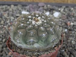 Gymnocalycium platygonum Salinas Grande pot 5,5 cm - 12413455