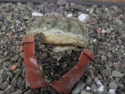 Gymnocalycium platygonum Salinas Grande pot 5,5 cm - 12413456