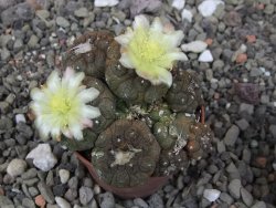 Copiapoa hypogea Lizard skin pot 5,5 cm - 12413494