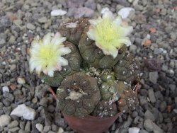 Copiapoa hypogea Lizard skin pot 5,5 cm - 12413495