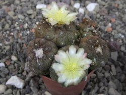 Copiapoa hypogea Lizard skin pot 5,5 cm