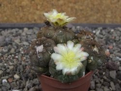 Copiapoa hypogea Lizard skin pot 5,5 cm - 12413497