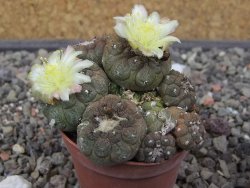Copiapoa hypogea Lizard skin pot 5,5 cm - 12413498