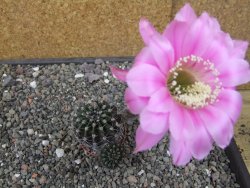 Echinopsis hybrid pot 5,5 cm - 12413543