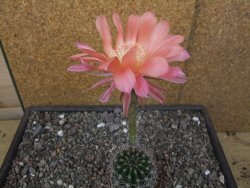 Echinopsis hybrid pot 7 cm - 12413551